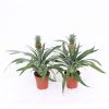 Homebase House Plants | Pineapple 13 Cm