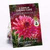 Homebase Summer Flowering Bulbs | Dahlia Cherry Cake Bulbs