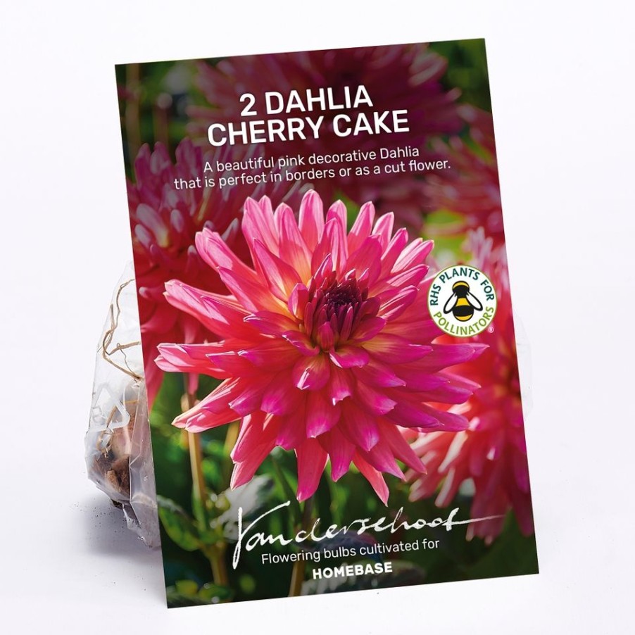 Homebase Summer Flowering Bulbs | Dahlia Cherry Cake Bulbs