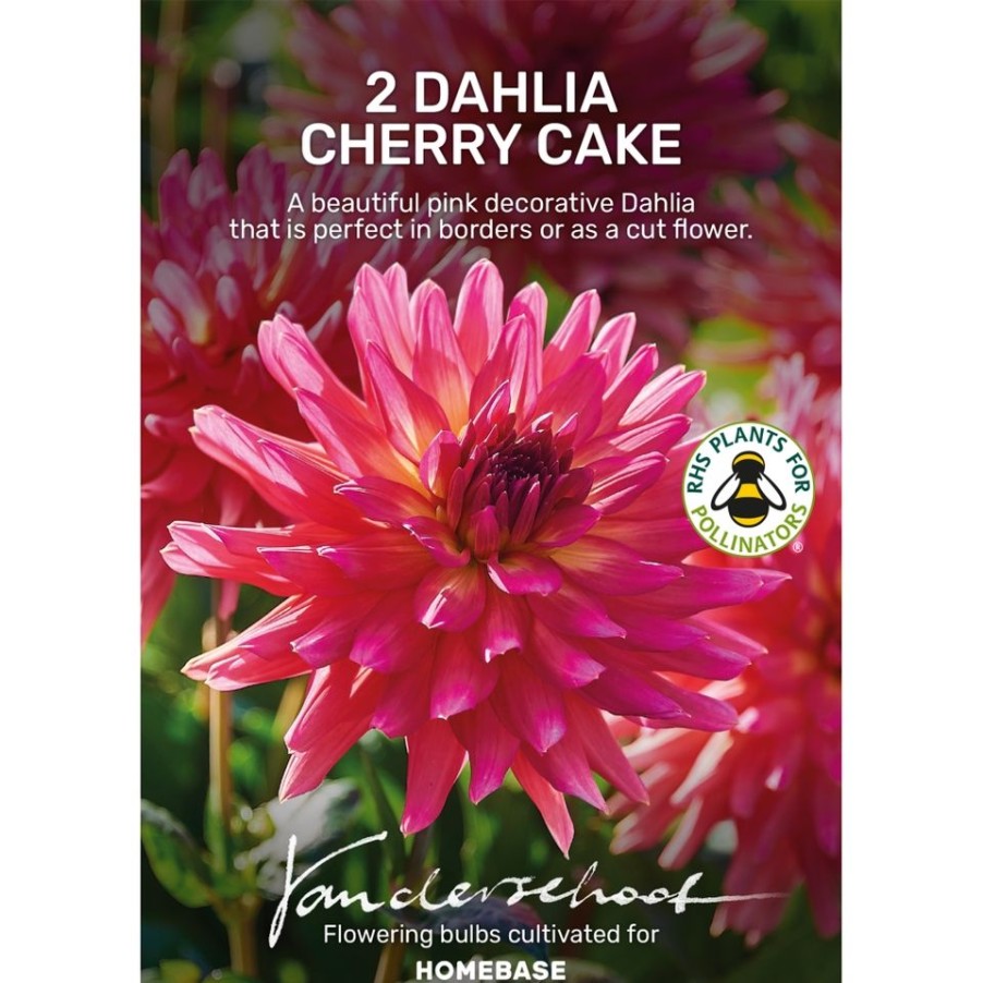 Homebase Summer Flowering Bulbs | Dahlia Cherry Cake Bulbs