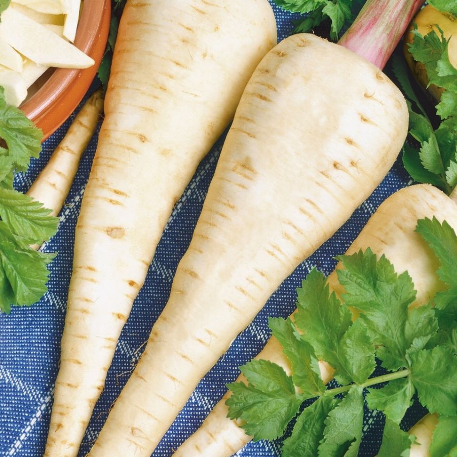 Homebase Grow Your Own | Vegetable Strip Parsnip Duchess