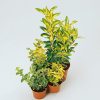 Homebase Shrub, Trees & Roses | Euonymus Mix 13Cm