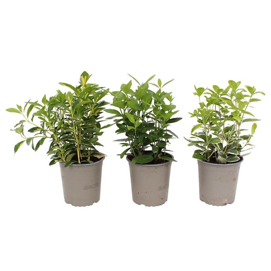 Homebase Shrub, Trees & Roses | Euonymus Mix 13Cm