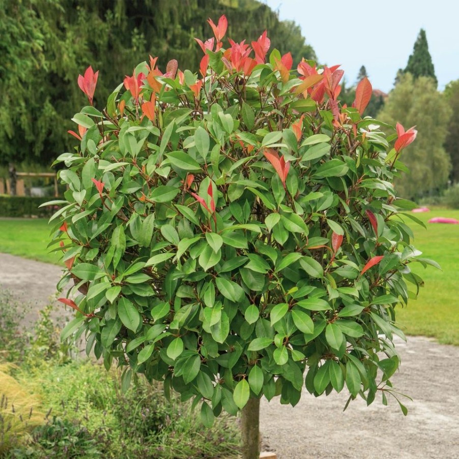 Homebase Shrub, Trees & Roses | Photinia X Fraseri Red Robin - 7L Quarter Standard