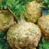 Homebase Grow Your Own | Vegetable Strip Celeriac Brilliant