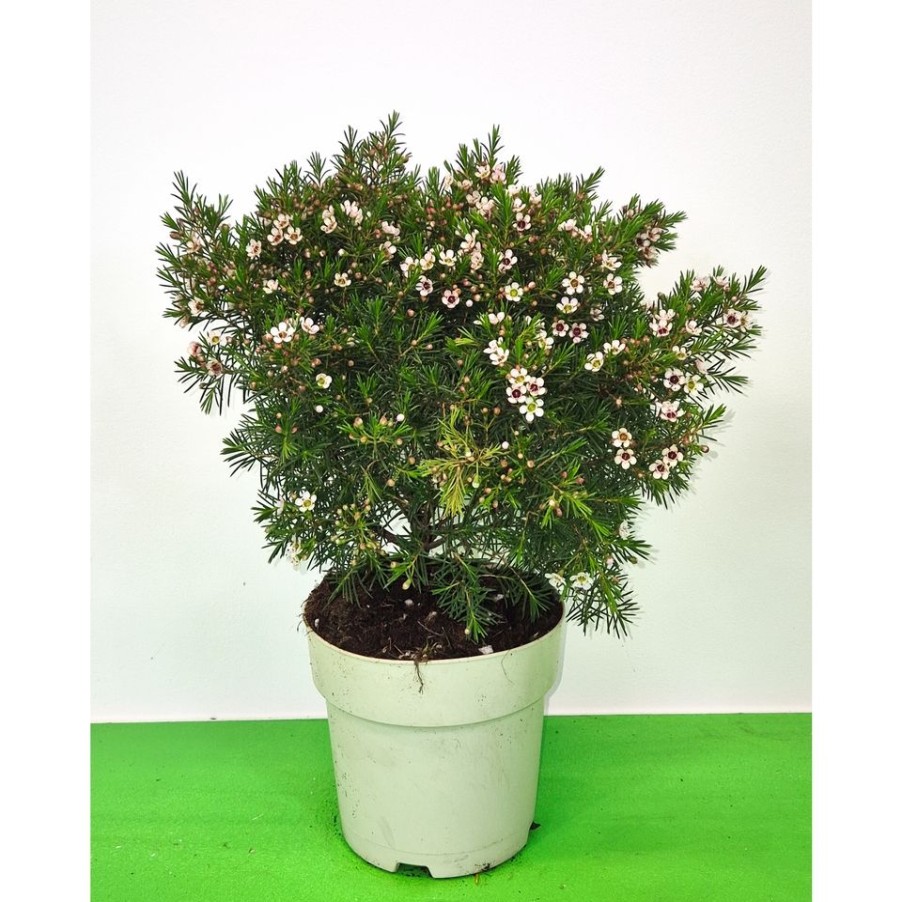 Homebase Specimen Plants | Chamelaucium Uncinatum (Wax Flower) - 17Cm Bush