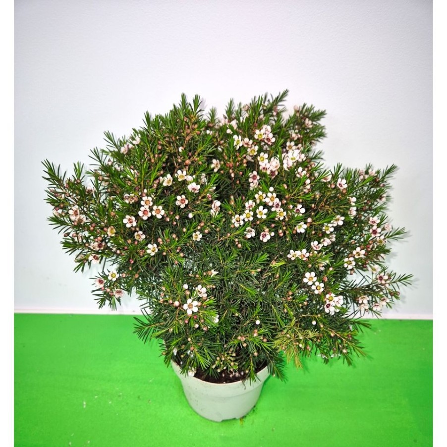 Homebase Specimen Plants | Chamelaucium Uncinatum (Wax Flower) - 17Cm Bush