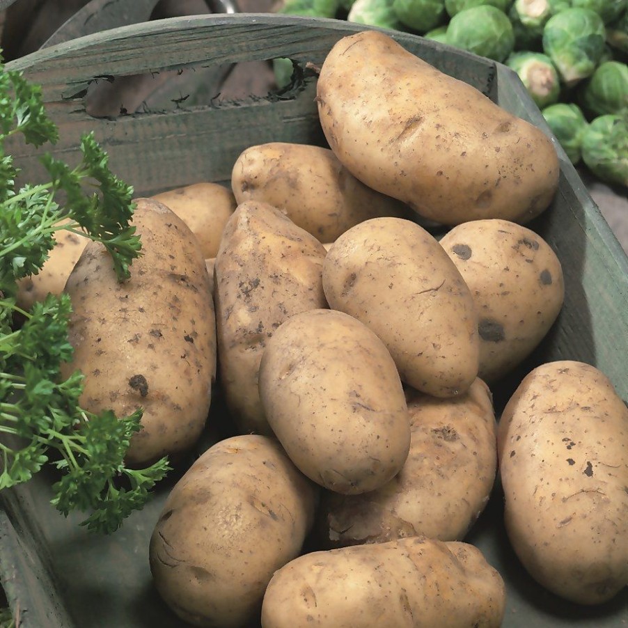 Homebase Grow Your Own | Nicola Seed Potatoes - 5 Tubers