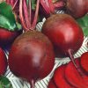 Homebase Grow Your Own | Vegetable Strip Beetroot Darko