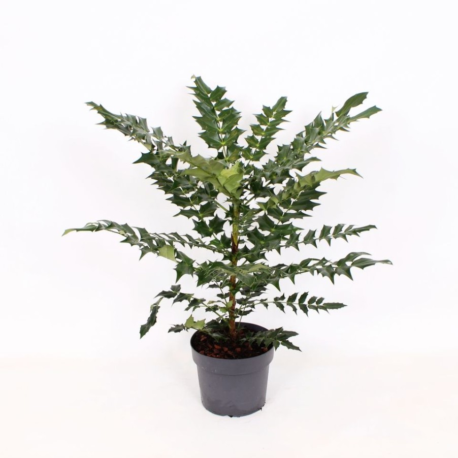 Homebase Shrub, Trees & Roses | Mahonia X Media Charity - 19Cm