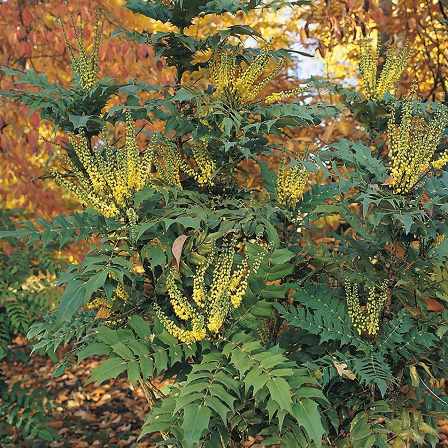 Homebase Shrub, Trees & Roses | Mahonia X Media Charity - 19Cm