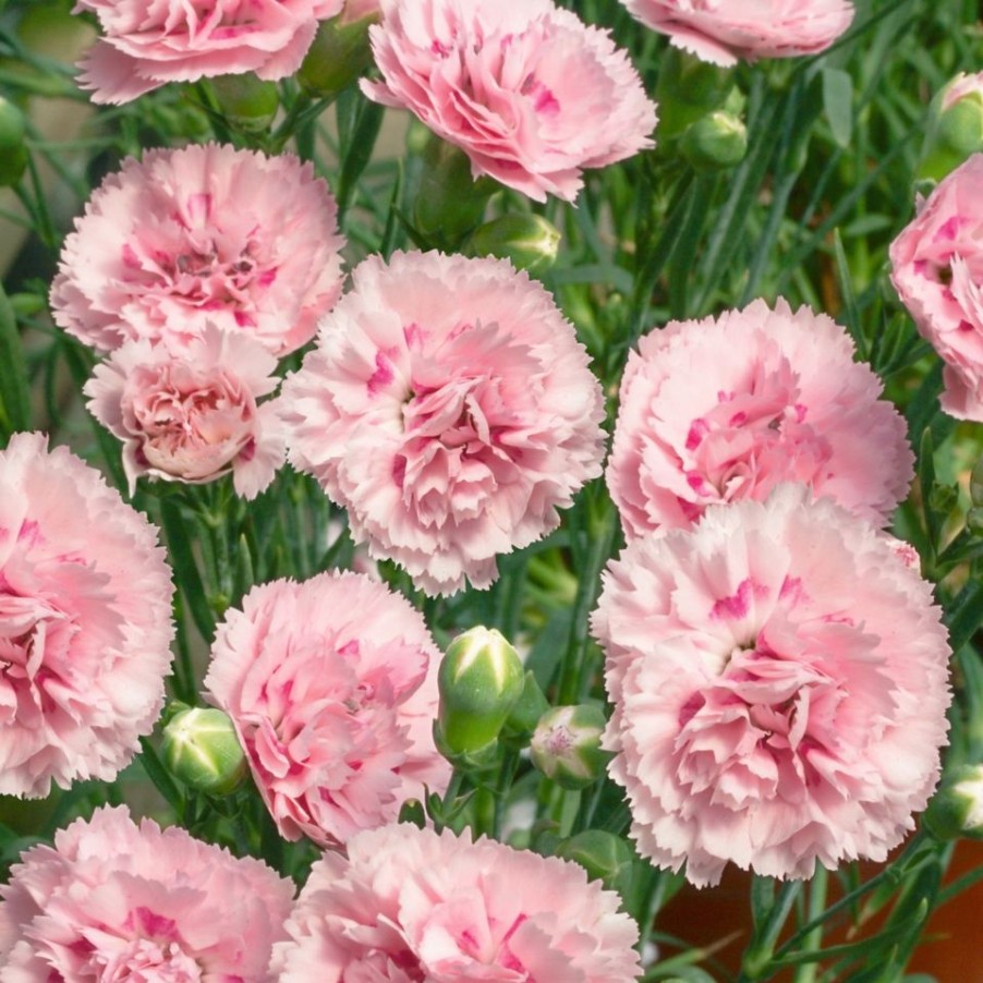 Homebase Perennial Plants | Dianthus Scent First Collection - 2L