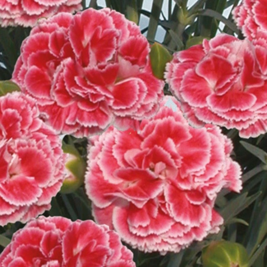 Homebase Perennial Plants | Dianthus Scent First Collection - 2L