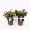 Homebase Shrub, Trees & Roses | Viburnum Tinus Mix 21Cm