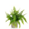 Homebase House Plants | Fern Mix- 17Cm