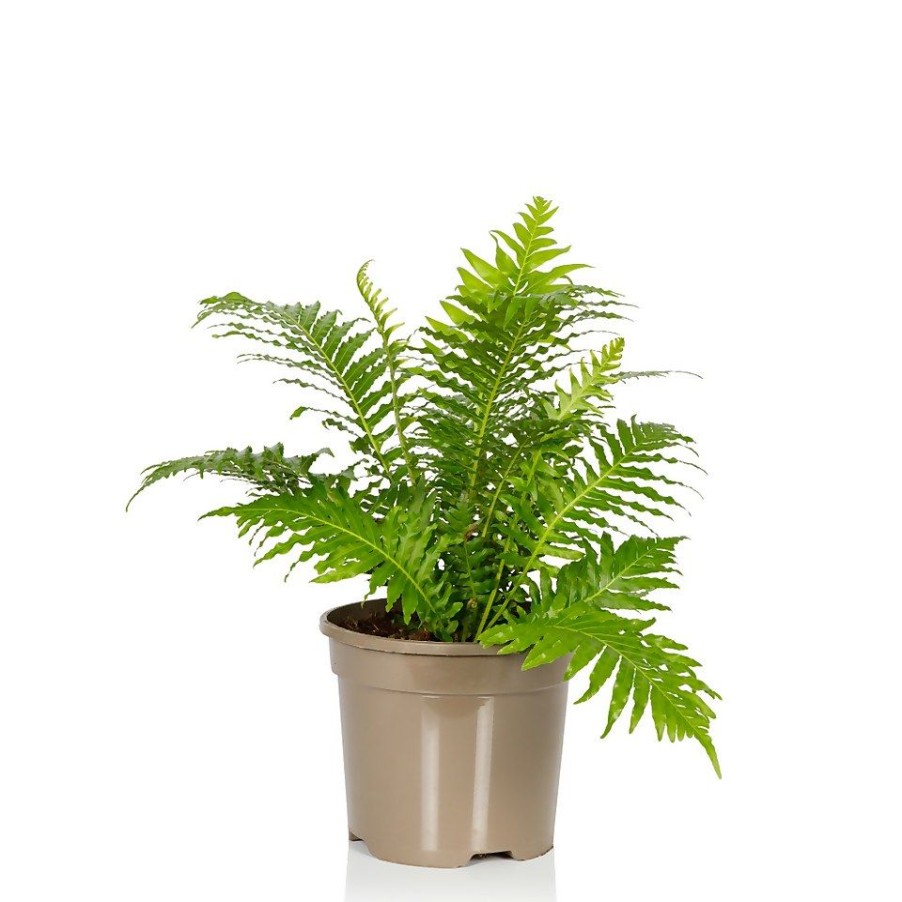 Homebase House Plants | Fern Mix- 17Cm