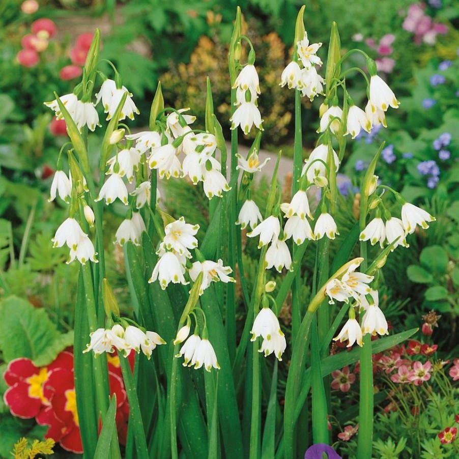 Homebase Perennial Plants | Leucojum Aestivum 'Summer Snowflake' - 1.5L