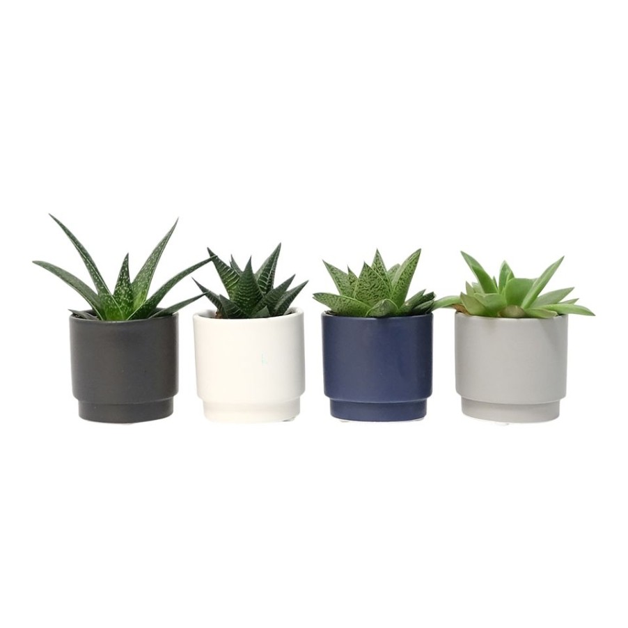 Homebase House Plants | Succulent In New York Ceramic Pot - 7Cm (Assorted Varieties)