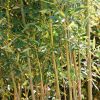 Homebase Specimen Plants | Bamboo Green Phyllostachys Aurea - 10L