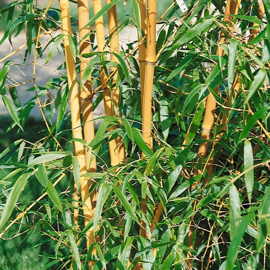 Homebase Specimen Plants | Bamboo Green Phyllostachys Aurea - 10L