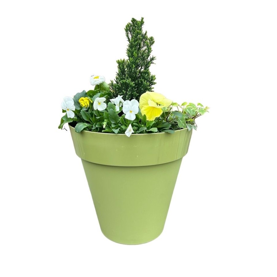 Homebase Planted Baskets & Containers | Primrose Mixed Trends Round Planter 29Cm Spring