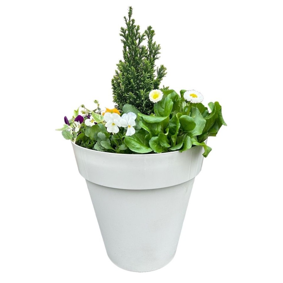 Homebase Planted Baskets & Containers | Primrose Mixed Trends Round Planter 29Cm Spring