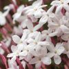 Homebase Perennial Plants | Jasmine Polyanthum - 26Cm Large Trellis