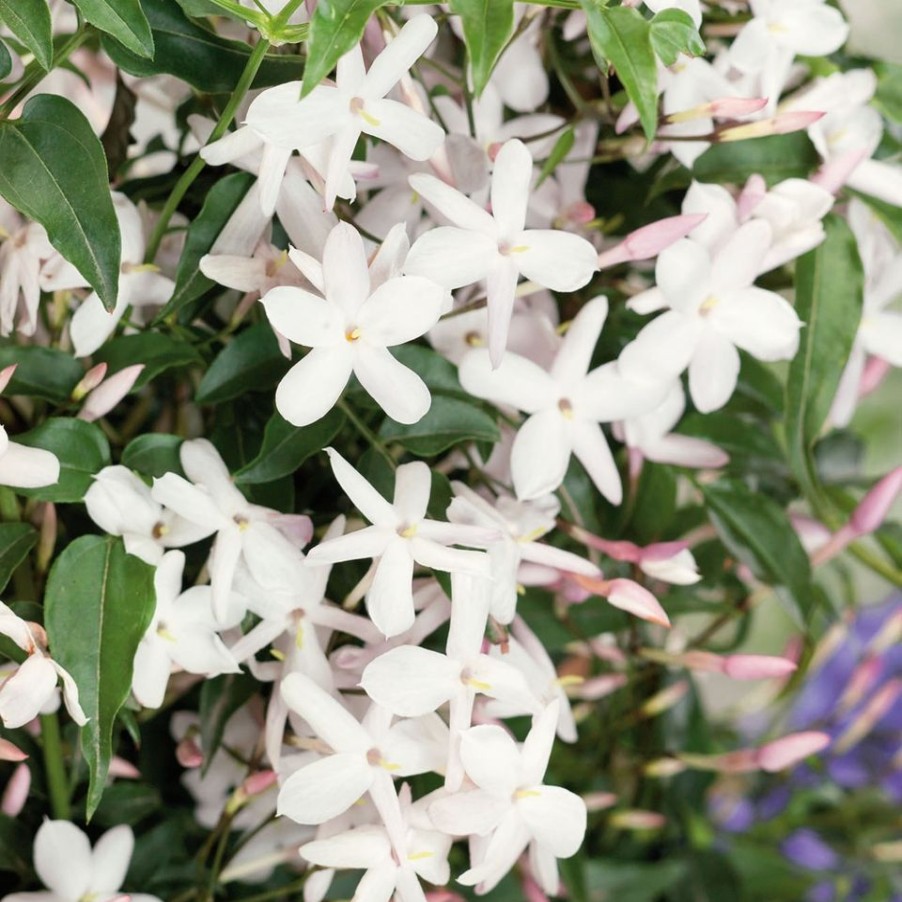 Homebase Perennial Plants | Jasmine Polyanthum - 26Cm Large Trellis