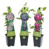 Homebase Perennial Plants | Clematis Mix - 8.5Cm Tripod