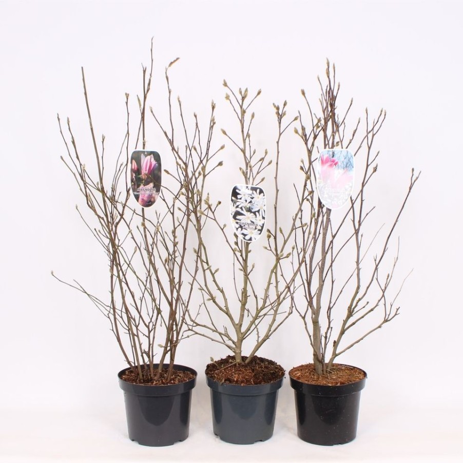 Homebase Shrub, Trees & Roses | Magnolia Mix - 26Cm