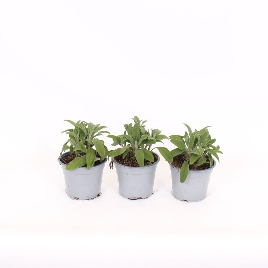 Homebase Grow Your Own | Herb Sage - 14Cm