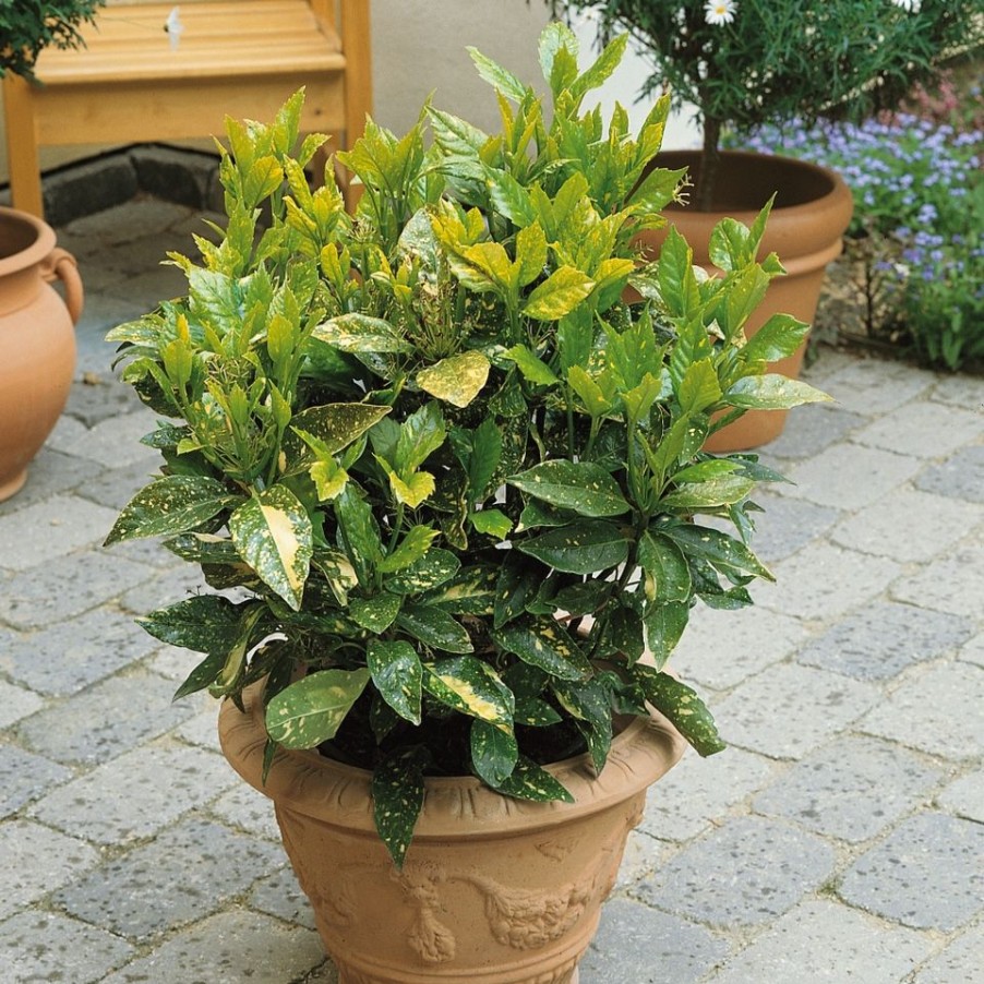 Homebase Shrub, Trees & Roses | Aucuba Japonica Crotonifolia - 9L Bush