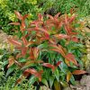 Homebase Shrub, Trees & Roses | Leucothoe Mix - 17Cm