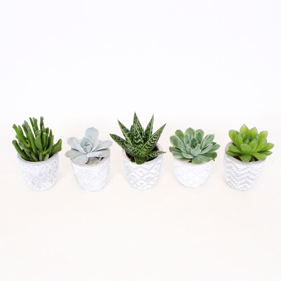 Homebase House Plants | Succulent In Stockholm Ceramic Pot - 7Cm (Assorted Varieties)