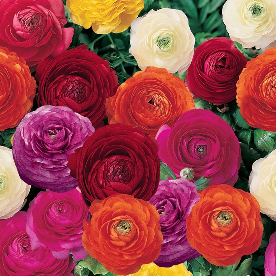 Homebase Perennial Plants | Ranunculus Magic Mix - 17Cm