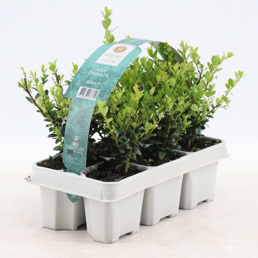 Homebase Shrub, Trees & Roses | Ilex Crenata Jenny - Pack Of 6