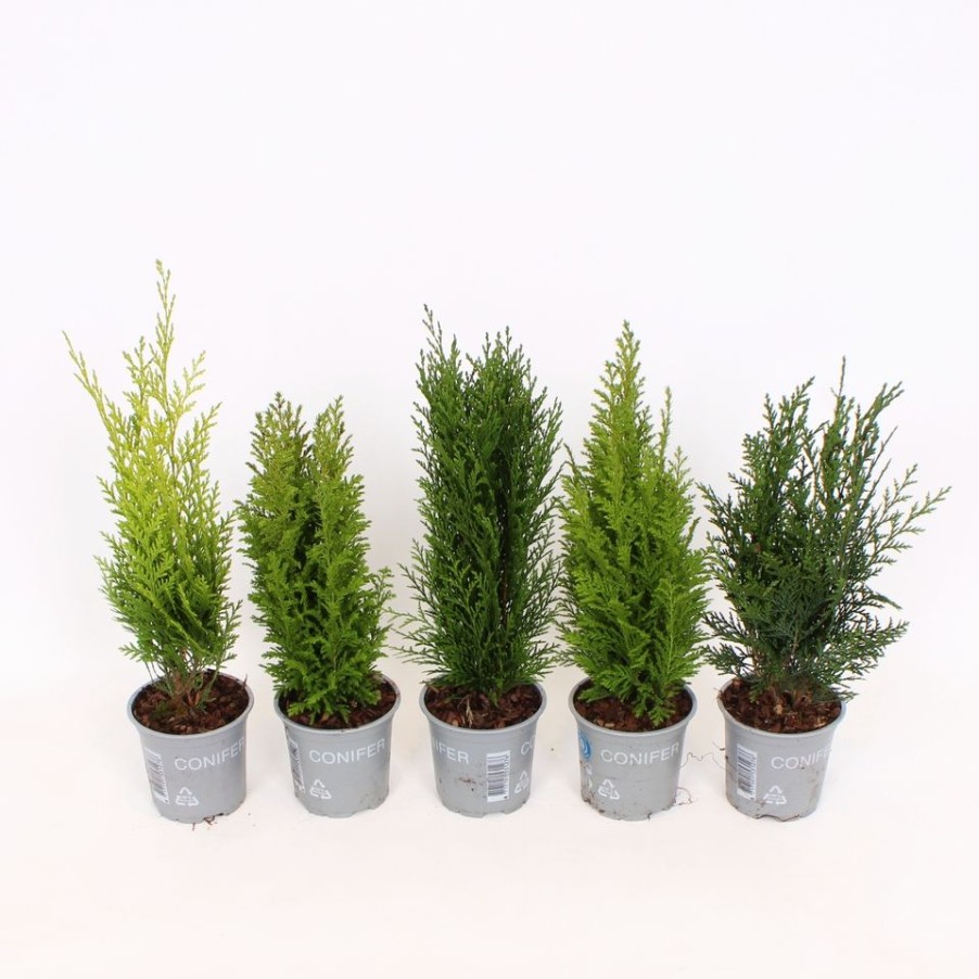 Homebase Shrub, Trees & Roses | Conifer Mix - 11Cm (Assorted Varieties)