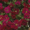 Homebase Perennial Plants | Aubrieta Collection - 1L