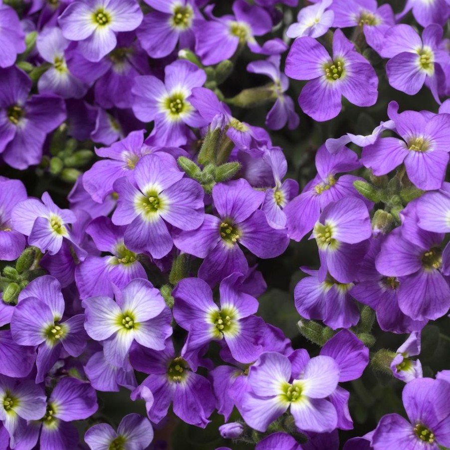 Homebase Perennial Plants | Aubrieta Collection - 1L