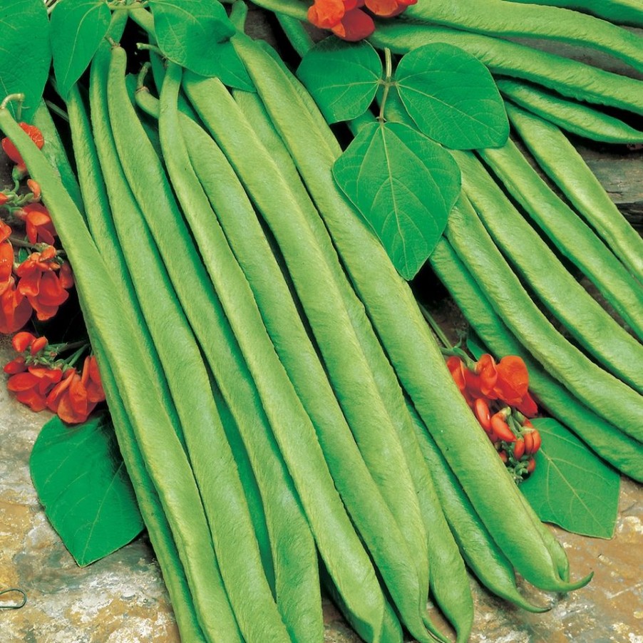 Homebase Seeds | Johnsons Runner Bean Seeds - Lady Di Stringless