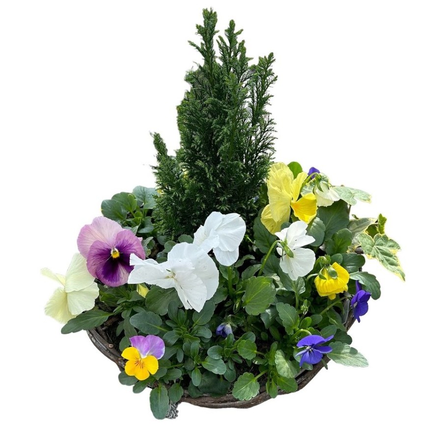 Homebase Planted Baskets & Containers | Viola, Pansy Or Bellis Mixed Premium Rattan Hanging Basket 30Cm Spring