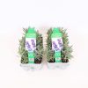 Homebase Shrub, Trees & Roses | Lavandula Angustifolia (English Lavender) - Pack Of 6