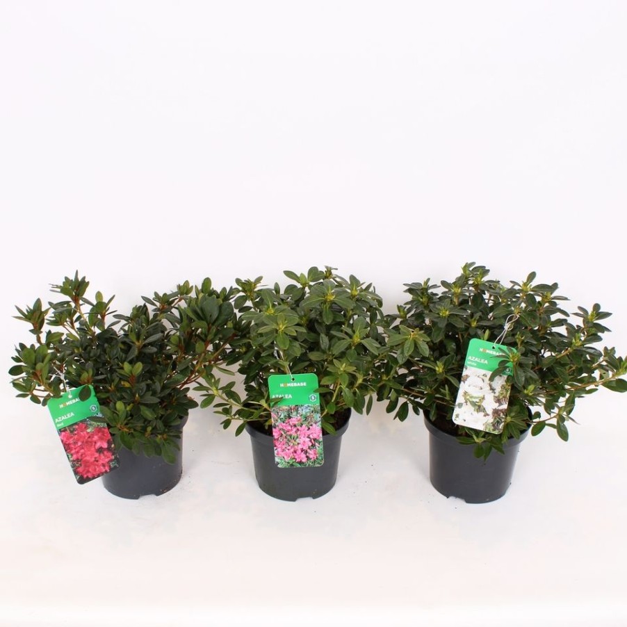 Homebase Shrub, Trees & Roses | Azalea Japonica Mix - 17Cm