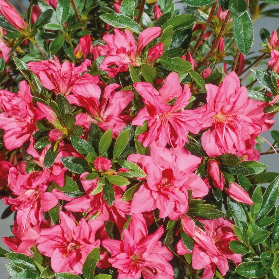 Homebase Shrub, Trees & Roses | Azalea Japonica Mix - 17Cm