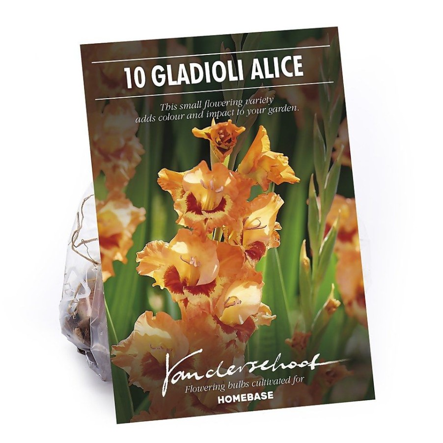 Homebase Summer Flowering Bulbs | Small Flowering Gladioli Alice