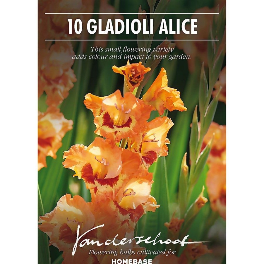 Homebase Summer Flowering Bulbs | Small Flowering Gladioli Alice