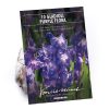 Homebase Summer Flowering Bulbs | Large Flowering Gladioli Purple Flora