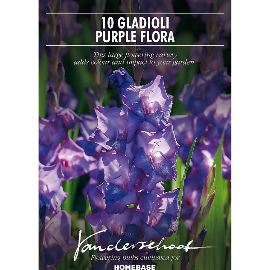 Homebase Summer Flowering Bulbs | Large Flowering Gladioli Purple Flora