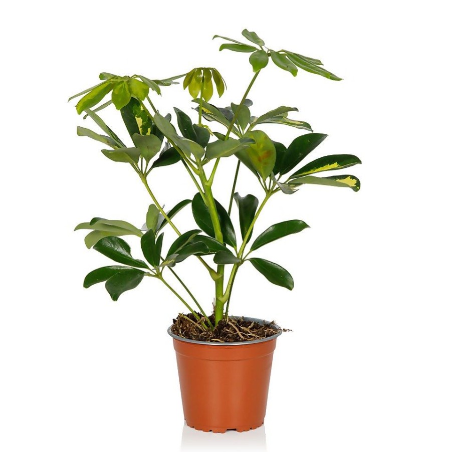 Homebase House Plants | Schefflera - 13Cm