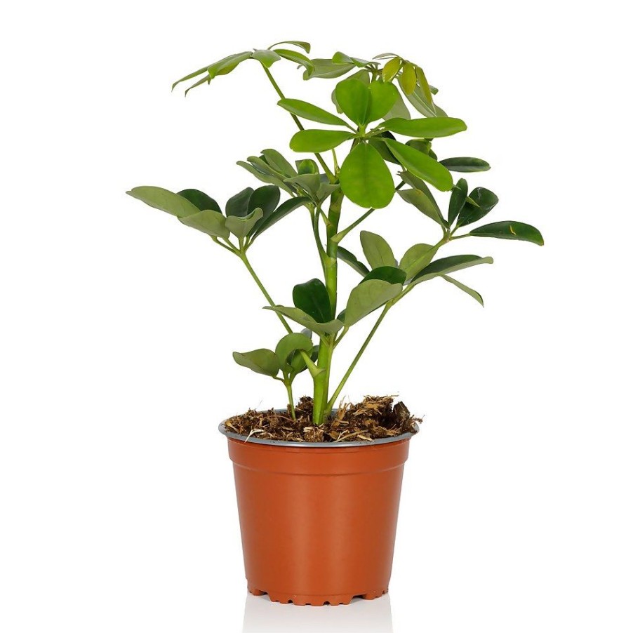 Homebase House Plants | Schefflera - 13Cm